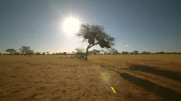Akazienbaum in der Kalahari.
