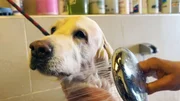 Golden Retriever Flocke wird gebadet.