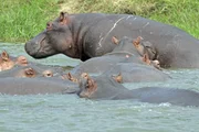 Im Wasser halten sich Nilpferde - ganz anders als an Land - gerne nahe beieinander auf. Z&auml;rtlichen Austausch gibt es aber meist nur zwischen Mutter und Jungtier.