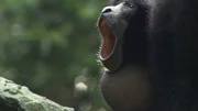 Siamangs sind die gr&ouml;&szlig;ten Gibbons. Wenn sie ihre Ges&auml;nge anstimmen, blasen sie ihren Kehlsack auf.