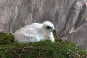 Das Steinadler Küken erblickte das Licht der Welt in einer Felsnische in schwindelnder Höhe. Das Steinadler Küken erblickte das Licht der Welt in einer Felsnische in schwindelnder Höhe.