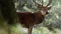 Im Herbst ist die Zeit der Hirsch-Brunft in den Cevennen.