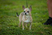 11-year-old Chihuahua Gina