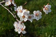 Marillenbl&uuml;ten. Die Marille kam vor rund 2000 Jahren in die Wachau, als Ursprungsl&auml;nder gelten China und Armenien.