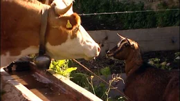 Als Sennerin hat Uschi vier Monate lang die Verantwortung f&uuml;r die Tiere auf der Alm.