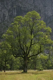 Jahrhundertealte Ahornb&auml;ume wie dieser, sind der Stolz im Naturschutzgebiet Ahornboden, dem geschlossensten Waldgebiet der Nordalpen an der Grenze zwischen Bayern und Tirol im Karwendel.