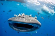 Walhaie und Thunfische sind nicht nur Reisegef&auml;hrten, sondern arbeiten bei der Nahrungsjagd aktiv zusammen: Sie treiben kleinere Fische zusammen, umzingeln und attackieren sie &ndash; eine Taktik, von der beide Arten profitieren.