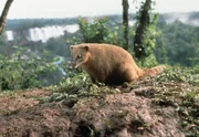Nur selten trifft man auf einzelne Nasenb&auml;ren. Die geselligen Tiere sind geschaffen f&uuml;r ein Leben in der Bande.