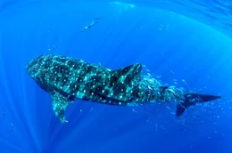 Tierfilmer Nuno S&aacute; und das Team des Meeresforschungsinstituts Okeanos m&ouml;chten das Verhalten der Walhaie verstehen und herausfinden, warum die Meeresriesen von Thunfischschw&auml;rmen begleitet werden.