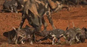Dieses Bild f&auml;ngt einen Moment der sozialen Interaktion innerhalb eines Rudels afrikanischer Wildhunde ein und zeigt insbesondere einen erwachsenen Wildhund im Umgang mit seinen Welpen.