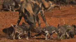 Dieses Bild f&auml;ngt einen Moment der sozialen Interaktion innerhalb eines Rudels afrikanischer Wildhunde ein und zeigt insbesondere einen erwachsenen Wildhund im Umgang mit seinen Welpen.