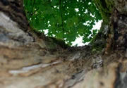 Jahrhundertealte, zum Teil schon hohle Ahornb&auml;ume, sind der Stolz im Naturschutzgebiet Ahornboden, dem geschlossensten Waldgebiet der Nordalpen an der Grenze zwischen Bayern und Tirol im Karwendel. Im Bild eine der zahlreichen Baumh&ouml;hlen.