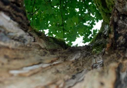 Jahrhundertealte, zum Teil schon hohle Ahornb&auml;ume, sind der Stolz im Naturschutzgebiet Ahornboden, dem geschlossensten Waldgebiet der Nordalpen an der Grenze zwischen Bayern und Tirol im Karwendel. Im Bild eine der zahlreichen Baumh&ouml;hlen.