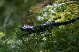 Jahrhundertealte Ahornb&auml;ume sind der Stolz im Naturschutzgebiet Ahornboden, dem geschlossensten Waldgebiet der Nordalpen an der Grenze zwischen Bayern und Tirol im Karwendel. Auch eine reichhaltige Fauna, wie dieser Alpensalamander, ist hier zuhause.