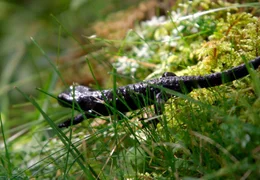 rbb Fernsehen ZWISCHEN BAYERN UND TIROL, "Natur im Karwendel", am Mittwoch (24.10.12) um 15:15 Uhr. Jahrhundertealte Ahornb&auml;ume sind der Stolz im Naturschutzgebiet Ahornboden, dem geschlossensten Waldgebiet der Nordalpen an der Grenze zwischen Bayern und Tirol im Karwendel. Auch eine reichhaltige Fauna, wie dieser Alpensalamander, ist hier zuhause.