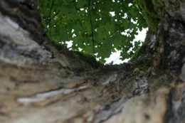 Jahrhundertealte, zum Teil schon hohle Ahornb&auml;ume, sind der Stolz im Naturschutzgebiet Ahornboden, dem geschlossensten Waldgebiet der Nordalpen an der Grenze zwischen Bayern und Tirol im Karwendel. Im Bild eine der zahlreichen Baumh&ouml;hlen.