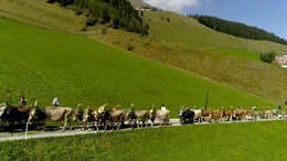 Almabtrieb, Tux-Finkenberg, Tirol,