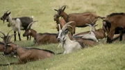 Die Ziegen beweiden um die Scheibenalm rund 28 Hektar naturgesch&uuml;tztes Gebiet und leisten gute Dienste als Landschaftspfleger.