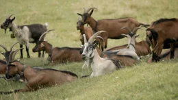 Die Ziegen beweiden um die Scheibenalm rund 28 Hektar naturgesch&uuml;tztes Gebiet und leisten gute Dienste als Landschaftspfleger.