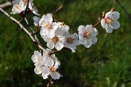 Marillenbl&uuml;ten. Die Marille kam vor rund 2.000 Jahren in die Wachau, als Ursprungsl&auml;nder gelten China und Armenien.