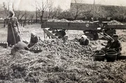 Kartoffelernte in den 1950er Jahren Kartoffelernte in den 1950er Jahren