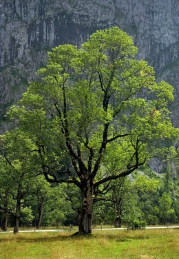Jahrhundertealte Ahornb&auml;ume wie dieser sind der Stolz im Naturschutzgebiet Ahornboden, dem geschlossensten Waldgebiet der Nordalpen an der Grenze zwischen Bayern und Tirol im Karwendel.