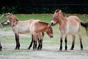 In Hellabrunn werden seltene Przewalskipferde gezüchtet. In Hellabrunn werden seltene Przewalskipferde gezüchtet.