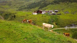 Junsbergalm, Tux-Finkenberg, Tirol.