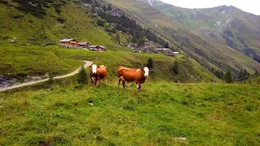 Junsbergalm, Tux-Finkenberg, Tirol.