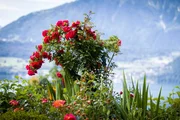 Hinter den Hecken Garten(t)r&auml;ume &ndash; Garten in Merligen BE (Staffel 6, Folge 1).