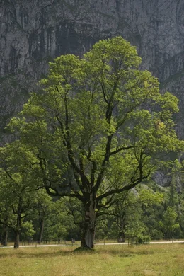 Jahrhundertealte Ahornb&auml;ume wie dieser, sind der Stolz im Naturschutzgebiet Ahornboden, dem geschlossensten Waldgebiet der Nordalpen an der Grenze zwischen Bayern und Tirol im Karwendel.