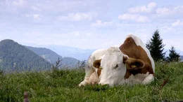 Sommeralm, Steirisches Almenland.