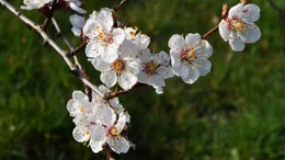 Marillenbl&uuml;ten. Die Marille kam vor rund 2000 Jahren in die Wachau, als Ursprungsl&auml;nder gelten China und Armenien.