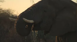 Auf dem Bild ist ein afrikanischer Elefant zu sehen.