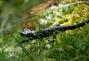 Jahrhundertealte Ahornbäume sind der Stolz im Naturschutzgebiet Ahornboden, dem geschlossensten Waldgebiet der Nordalpen, an der Grenze zwischen Bayern und Tirol im Karwendel. Auch eine reichhaltige Fauna, wie dieser Alpensalamander, ist hier zuhause. Jahrhundertealte Ahornbäume sind der Stolz im Naturschutzgebiet Ahornboden, dem geschlossensten Waldgebiet der Nordalpen, an der Grenze zwischen Bayern und Tirol im Karwendel. Auch eine reichhaltige Fauna, wie dieser Alpensalamander, ist hier zuhause.