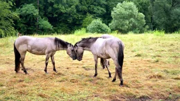 Weidepferde Tarpan.
