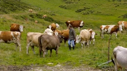 Peter Erler, Junsbergalm, Tux-Finkenberg, Tirol.