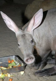 Hoffnungsvoll waren Pfleger und Tierarzt bei der Erdferkeldame Carla. Eine Ultraschall-Untersuchung soll Aufschluss bringen: Nachwuchs oder nicht. Hoffnungsvoll waren Pfleger und Tierarzt bei der Erdferkeldame Carla. Eine Ultraschall-Untersuchung soll Aufschluss bringen: Nachwuchs oder nicht.