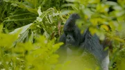 Ein Silberr&uuml;cken in Ruanda.