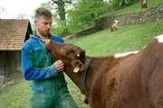 Stierkälber gelten als unerwünschtes Nebenprodukt der Milchproduktion. Das sieht Landwirt und Juniorprofessor Thomas Zanon anders und setzt sich für einen fairen Umgang mit den Tieren ein. Stierkälber gelten als unerwünschtes Nebenprodukt der Milchproduktion. Das sieht Landwirt und Juniorprofessor Thomas Zanon anders und setzt sich für einen fairen Umgang mit den Tieren ein.