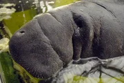 Wer gedacht hat, dass Seekühe nichts lernen können, wird von Pfleger Daniel Hollin eines besseren belehrt. Regelmäßig lässt er die Nagelmanatis, so ihr wissenschaftlicher Name, zum Training in ihrem Wasserbecken anschwimmen. Wer gedacht hat, dass Seekühe nichts lernen können, wird von Pfleger Daniel Hollin eines besseren belehrt. Regelmäßig lässt er die Nagelmanatis, so ihr wissenschaftlicher Name, zum Training in ihrem Wasserbecken anschwimmen.