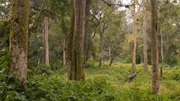 Der Bwindi Impenetrable Forest in Uganda