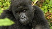 Erwachsener Berggorilla in Ruanda.