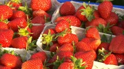 In diesen Schalen kommen die Erdbeeren in den Supermarkt oder zu den Verkaufsst&auml;nden. Weitere Fotos erhalten Sie auf Anfrage.