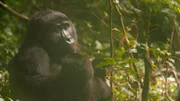 Eine Berggorilla-Mutter mit ihrem Jungen im Bwindi-Wald in Uganda.