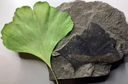 Vor 290 Millionen Jahren wuchsen Gingkob&auml;ume am S&uuml;dpol. Mit Hilfe ihrer modernen Verwandten wollen WissenschaftlerInnen herausfinden, wie es den Pflanzen gelang, die monatelange Dunkelheit der Polarnacht zu &uuml;berstehen.