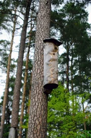 Piotr hat mehrere Baumbeuten in den W&auml;ldern von August&oacute;w.