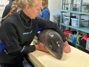Das Schweinswalweibchen hatte schwerste Verletzungen, als Spazierg&auml;nger es am Nordseestrand gefunden haben.
