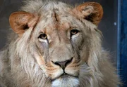 Unruhe bei den Löwen: Es könnte alles so schön sein! Löwe Paule lebt mit seiner Lieblingsfrau Amira in einem Käfig, aber Schwägerin Jassira kann mit gar keinem der anderen Löwen. Da heißt es viel Geduld haben seitens der Pfleger. Unruhe bei den Löwen: Es könnte alles so schön sein! Löwe Paule lebt mit seiner Lieblingsfrau Amira in einem Käfig, aber Schwägerin Jassira kann mit gar keinem der anderen Löwen. Da heißt es viel Geduld haben seitens der Pfleger.