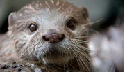 Zwergotter im Zoo am Meer Bremerhaven